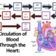 Heart Blood Flow Solutions by Dr Sam Robbins